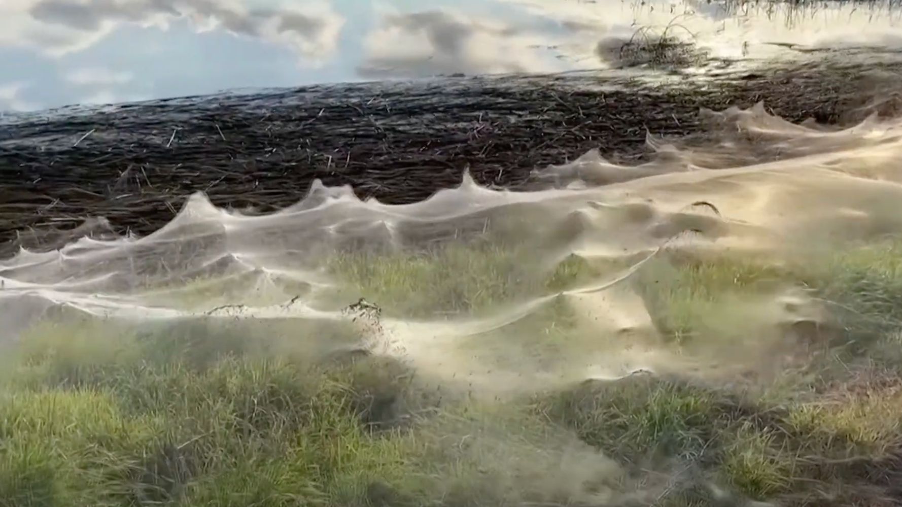 Apocalyptic spider webs carpet Australia after floods