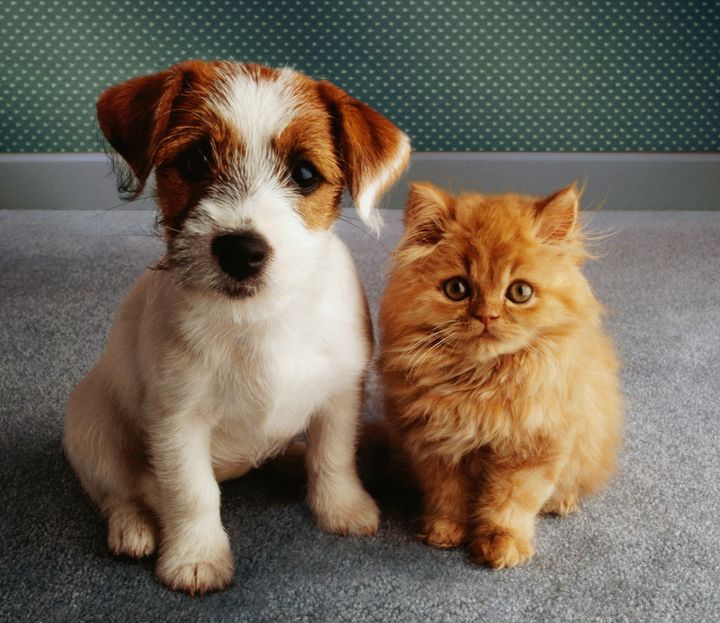 Dos cachorros de perro y gato.