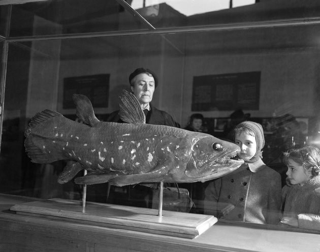 Φωτογραφία αρχείου της 21ης Μαρτίου 1954: Οι επισκέπτες του Μουσείου Φυσικής Ιστορίας στο Παρίσι βλέπουν ένα έκθεμα κοιλακάνθου.