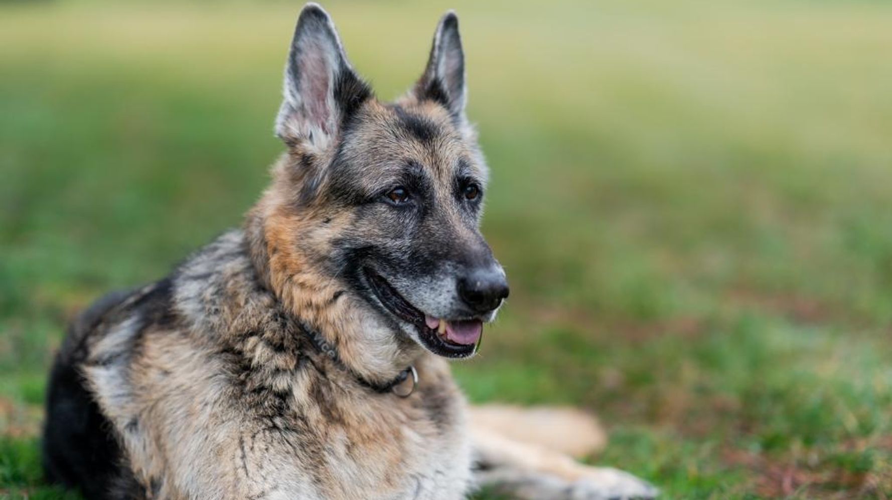 Champ Biden, Beloved Presidential Dog, Dies