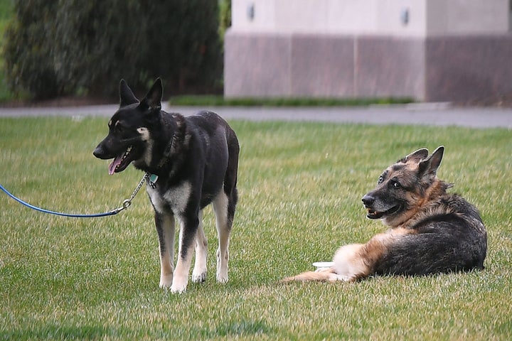 Champ (right) and Major on the South Lawn of the White House in Washington, D.C., in March 2021.