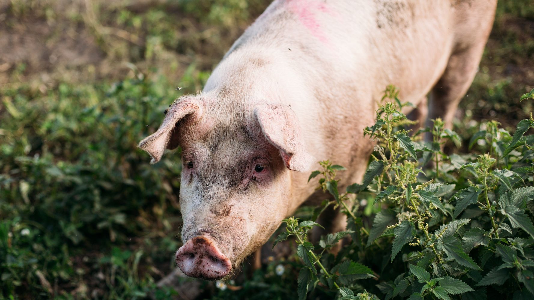 Mother Pig Rescued With Piglets After Fleeing Farm, Giving Birth In Woods