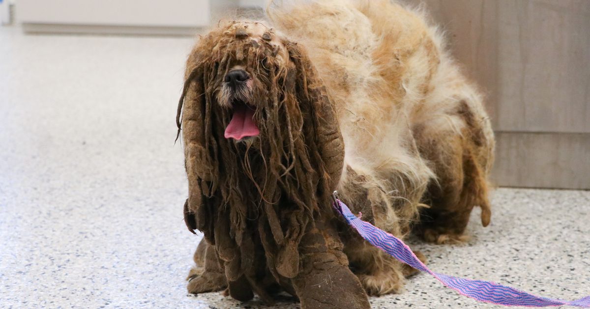 伸び放題の毛をカットしたら、かわいいシーズーが現れた。迷子の犬をアメリカの団体が保護