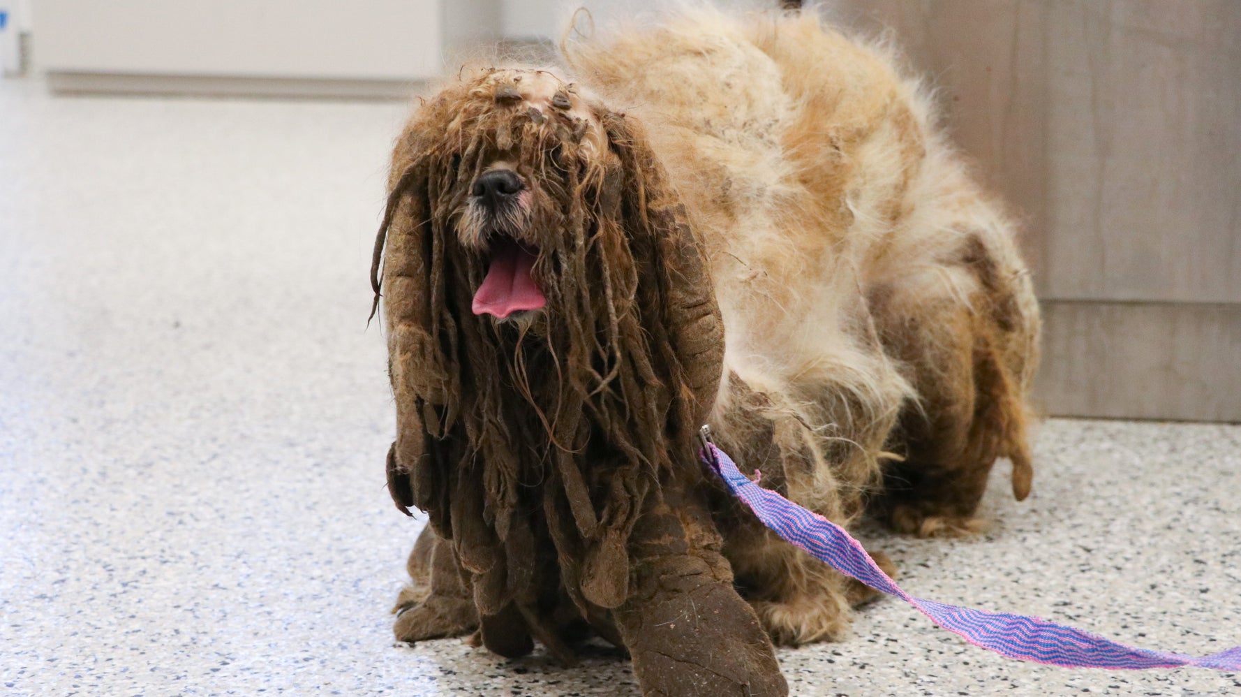 伸び放題の毛をカットしたら かわいいシーズーが現れた 迷子の犬をアメリカの団体が保護 ハフポスト 伸び放題の毛をカットしたら かわいいシーズーが現れた 迷子の犬をアメリカの団体が保護 ハフポスト