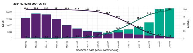 Le nombre et la proportion de cas séquencés au Royaume-Uni par semaine (en violet, le variant alpha, en vert, le variant delta).