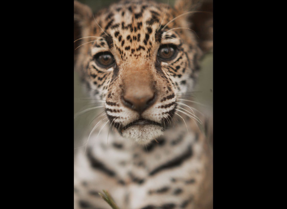 Jaguar cub