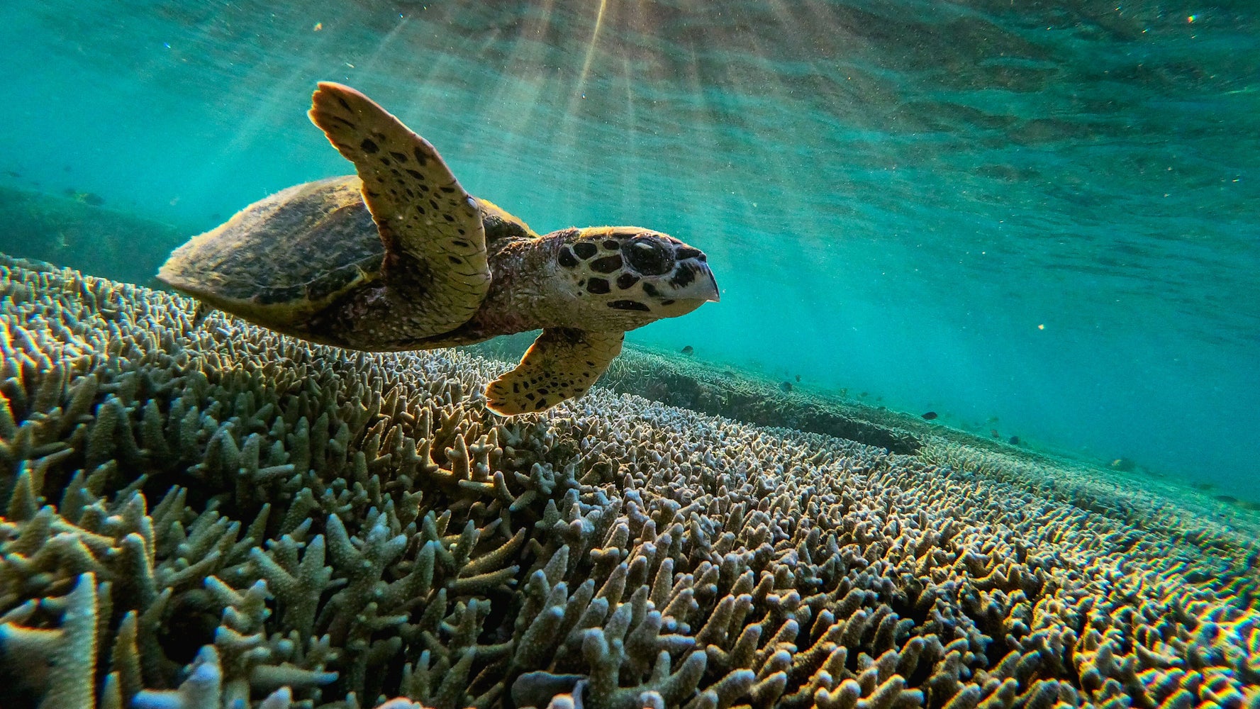 Great Barrier Reef Should Be Listed As ‘In Danger,’ UNESCO Says