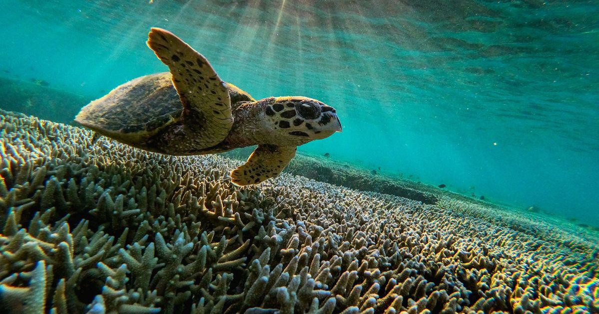 Great Barrier Reef Should Be Listed As ‘In Danger,’ UNESCO Says