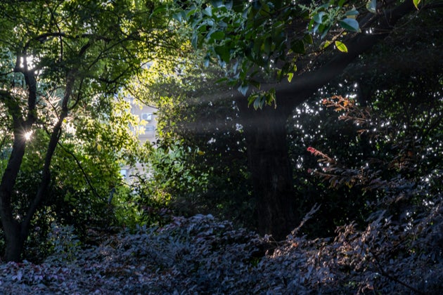 Rassurez-vous: il ne vous sera pas demandé de descendre embrasser l’arbre en face de chez vous juste parce que