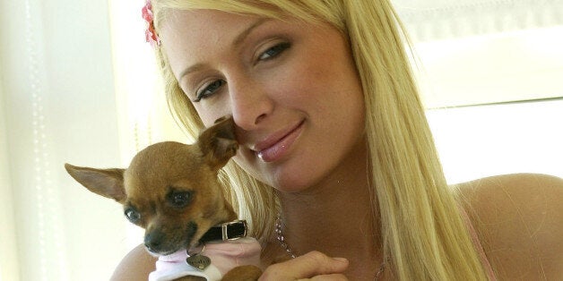 Paris Hilton, hotel heiress and star of the reality television show "The Simple Lfe" holds her pet chihuahua, Tinkerbell, at a Miami Beach hotel Thursday, March 11, 2004. Hilton and co-star Nicole Richie are set to begin production of the second season of the Fox Television reality series which involves driving themselves on a 30-day cross-country trip with no money, credit cards, cell phones or boyfriends. Filming begins in the next few days. (AP Photo/Bill Cooke)