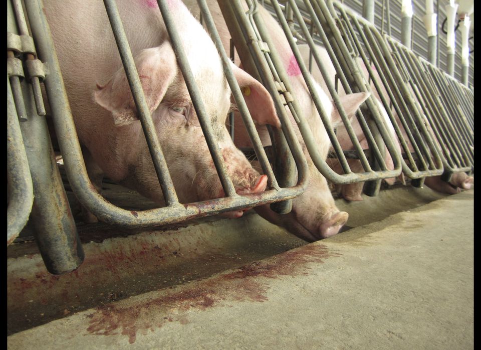 Smithfield Foods' Abuses Stir Outrage