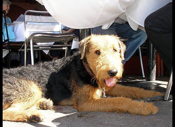 Dogs in Cafes/Outdoor Restaurants