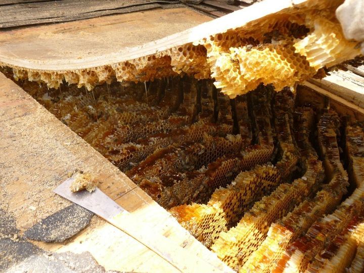 Massive Bee Infestation Transforms Roof Into Huge Hive Photos 8585