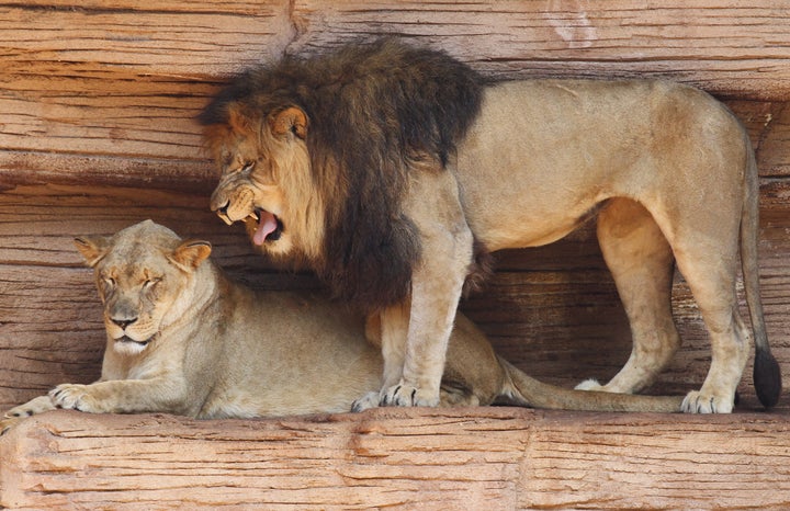 male african lion growling at...