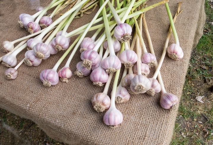 organic garlic for sale at...