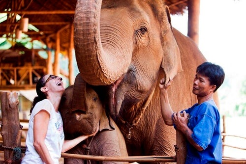 Elephant Dung Coffee: World's Most Expensive Brew Is Made With Pooped-Out  Beans | HuffPost Life