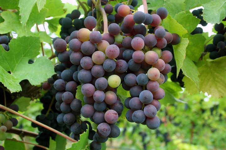 grapes changing color during...
