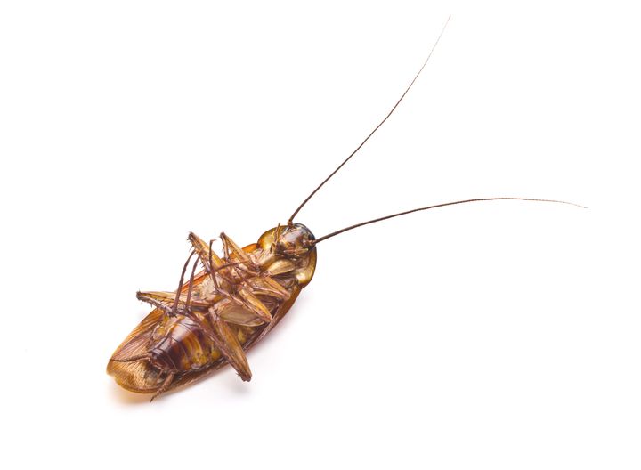 dead cockroach isolated on a...