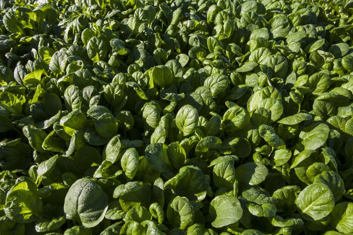 lettuce field commercial scale ...