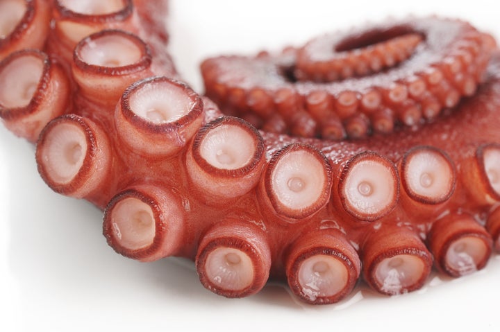 tentacles of octopus