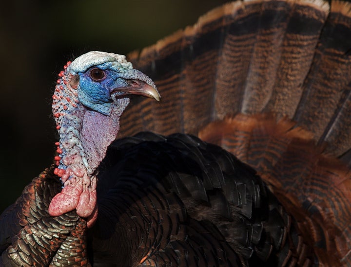 wild turkey head shot with...