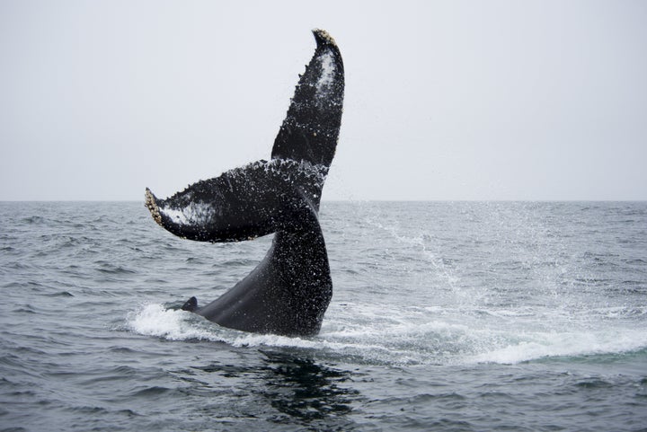 humpback whale showing off