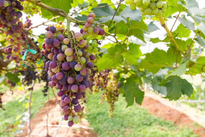 red grapes on the vine in...