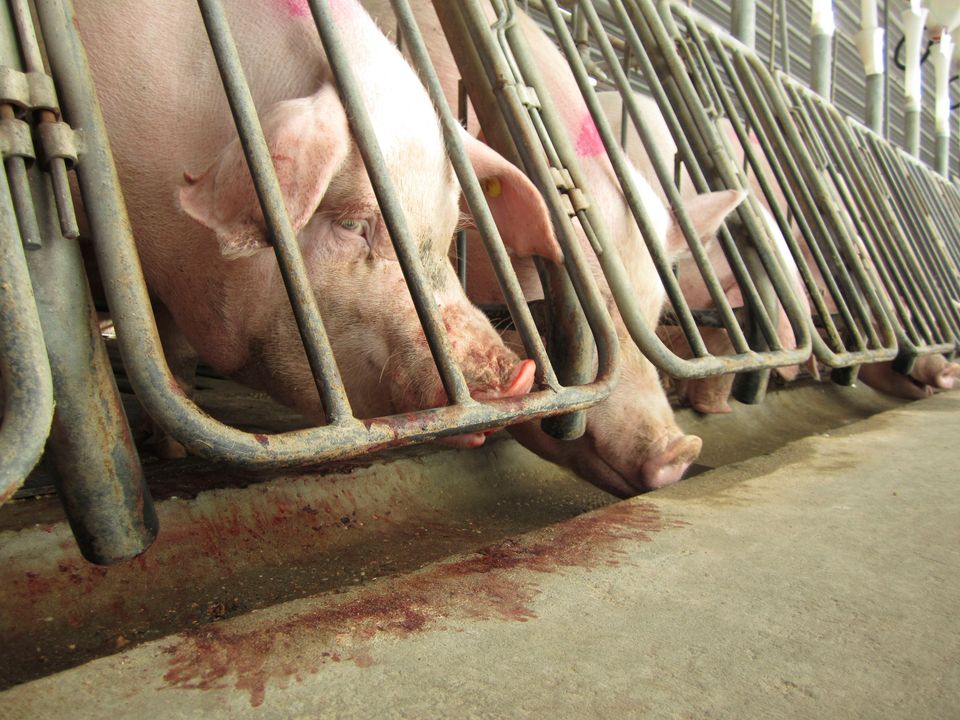 1. Pledge To End Use Of Gestation Crates