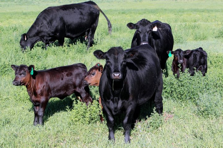 Grass fed cattle in a pasture.