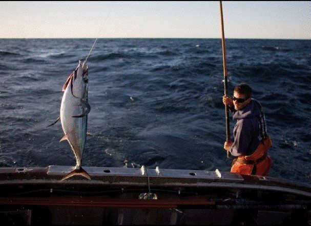 American Albacore Tuna, the best sustainable tuna choice!