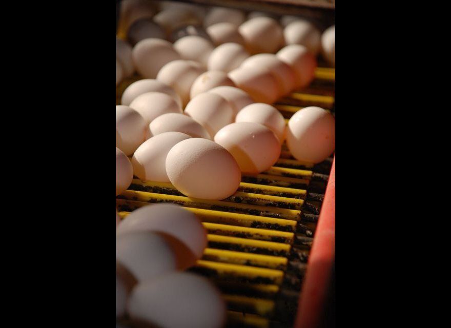 Factory Farm Eggs On a Conveyor Belt