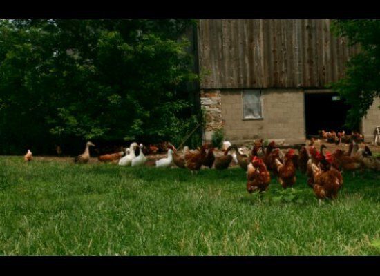 Free-Range Means Hens Live Outside: True or False?