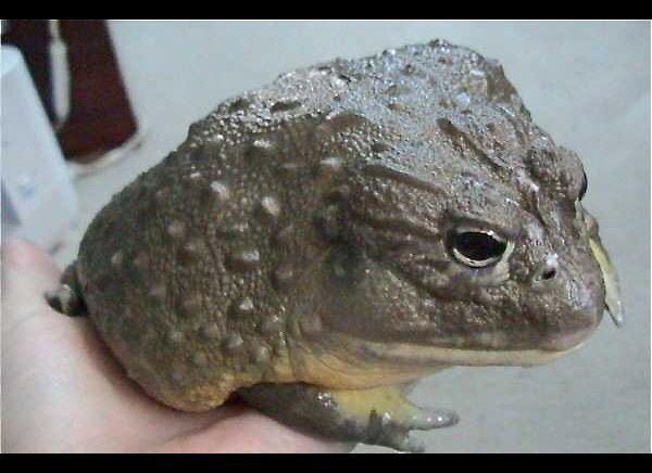 Namibian Bullfrog