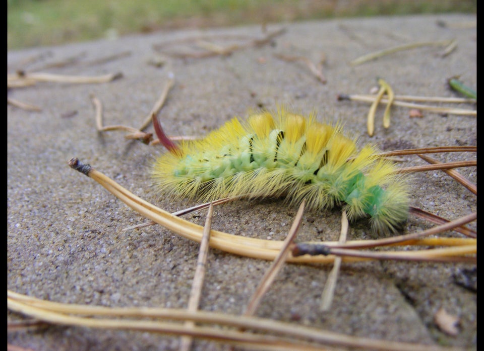 Caterpillar In Weight Watchers Cake