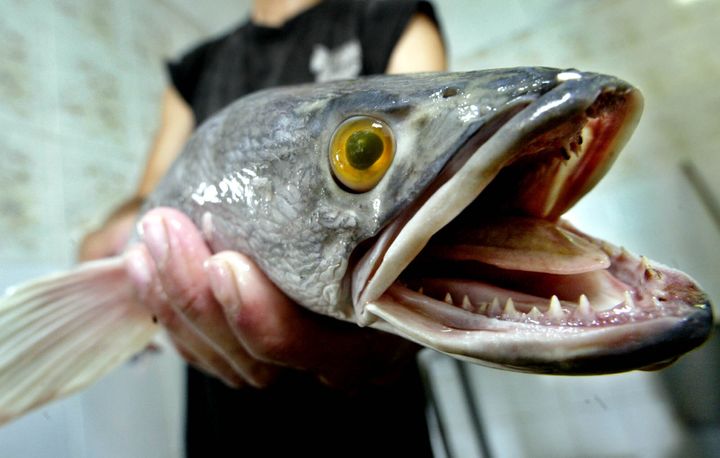 Maryland Chefs Try Cooking With Invasive Snakeheads | HuffPost Life