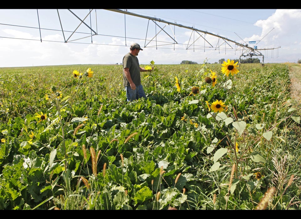 14. Sugar Beets