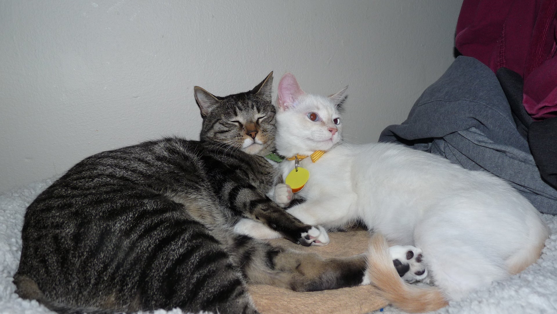 Kitten Found Near Death Makes Incredible Transformation, And Steals Our ...