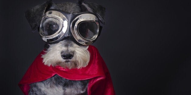 Superhero Schnauzer Dog