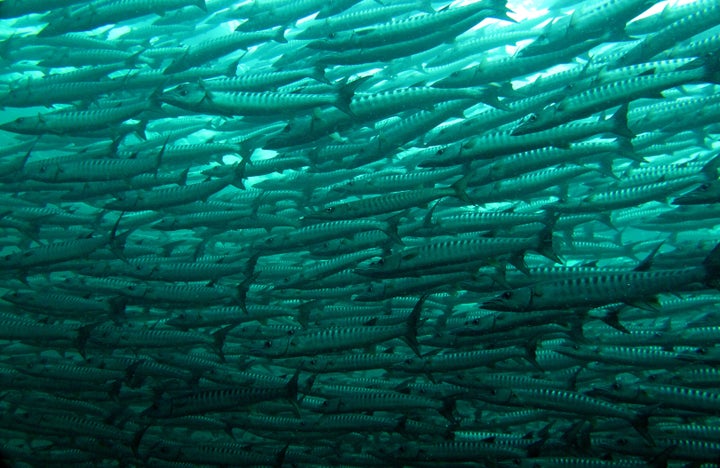 school of barracuda