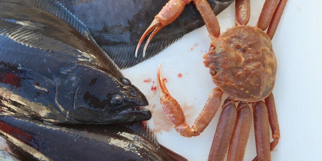 ILULISSAT, GREENLAND - JULY 22: A crab and halibut are seen in a bin after being caught by fisherman, Nikolaj Sandgreen, on July 22, 2013 in Ilulissat, Greenland. As the sea levels around the globe rise, researchers affilitated with the National Science Foundation and other organizations are studying the phenomena of the melting glaciers and its long-term ramifications. The warmer temperatures that have had an effect on the glaciers in Greenland also have altered the ways in which the local populace farm, fish, hunt and even travel across land. In recent years, sea level rise in places such as Miami Beach has led to increased street flooding and prompted leaders such as New York City Mayor Michael Bloomberg to propose a $19.5 billion plan to boost the citys capacity to withstand future extreme weather events by, among other things, devising mechanisms to withstand flooding. (Photo by Joe Raedle/Getty Images)