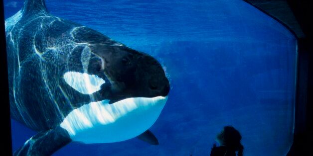 SEA WORLD, SAN DIEGO, CALIFORNIA, UNITED STATES - 2005/01/01: USA, California, San Diego, Sea World, Killer Whale (orca) Underwater, Girl, 2006. (Photo by Wolfgang Kaehler/LightRocket via Getty Images)