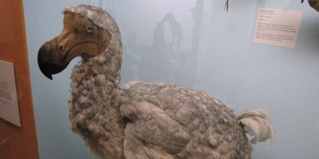 The curious life and surprising death of the last dodo on Earth