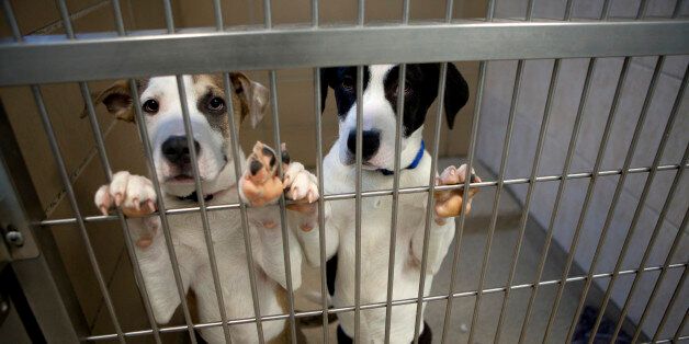 SALEM, MA - FEBRUARY 01: Puppies wait to be adopted at the New England Animal Shelter, a no-kill shelter, on February 1, 2012 in Salem, Massachuetts. The no-kill shelter has 50 dogs, 19 puppies and 37 cats at this time. The number of animals being euthanized in shelters is shrinking with shelters working together and donor support rising. (Photo by Melanie Stetson Freeman/The Christian Science Monitor via Getty Images)