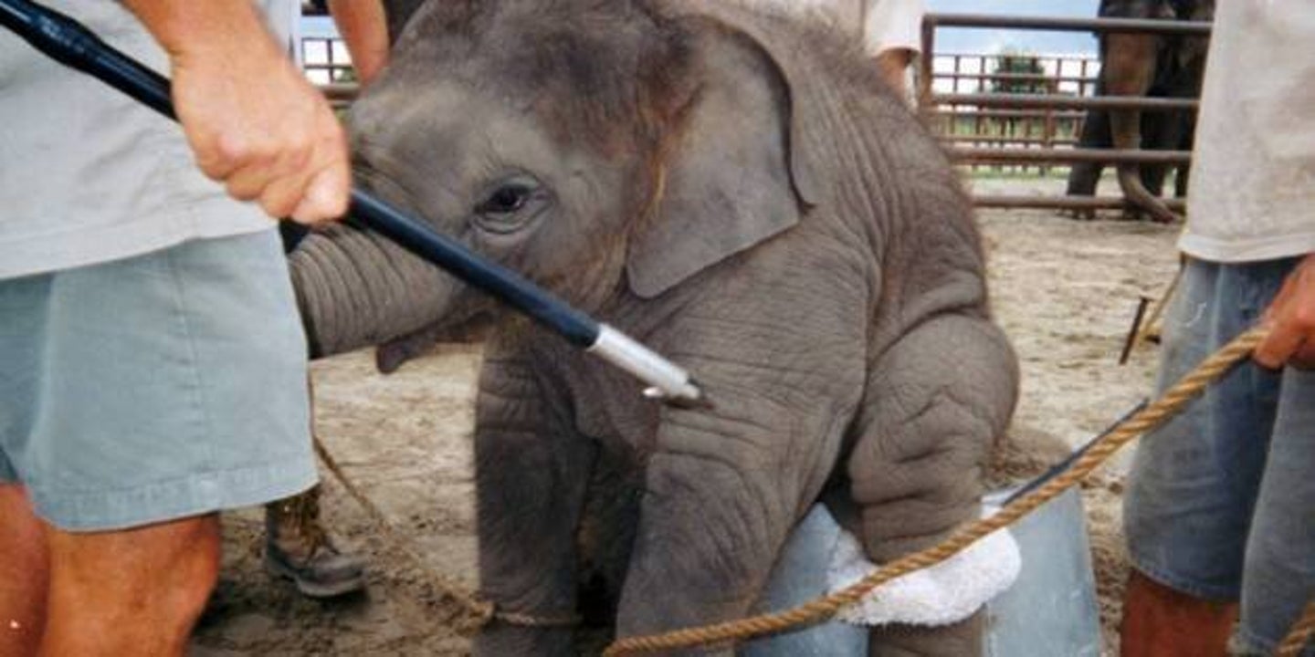 Ban the Bullhook | HuffPost Impact