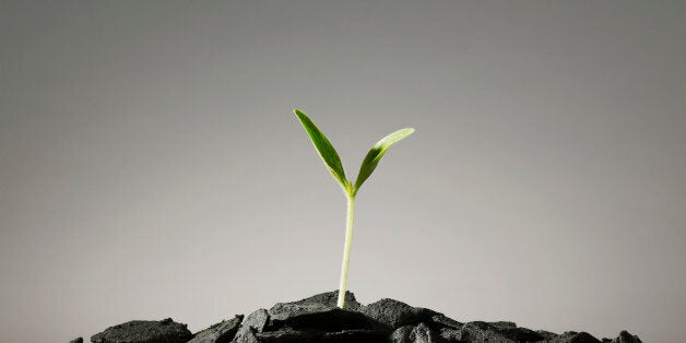 Seedling growing in pile of coal