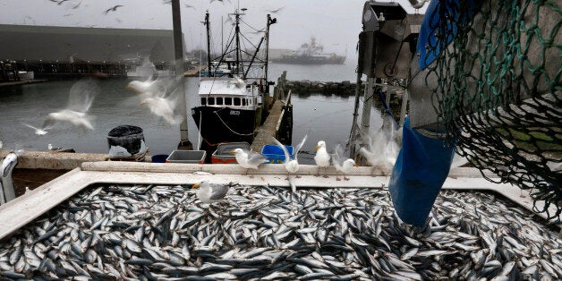 In this Wednesday, July 8, 2015 photo, herring are unloaded from a fishing boat in Rockland, Maine. New England fishermen are catching staggering amounts of herring, signaling the rebounding of a fishery that collapsed in the early 2000s. But some conservationists and rival fishermen say the fishery, which is important for both food and bait for tuna and lobsters, is wiping out other fisheries with its massive pelagic trawlers. (AP Photo/Robert F. Bukaty)