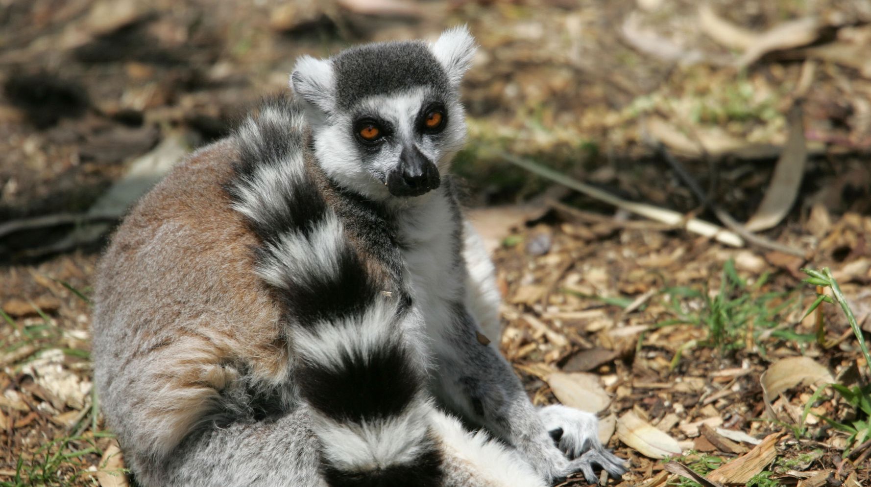How A Preschooler Helped Solve A Lemur Kidnapping From The San Francisco Zoo