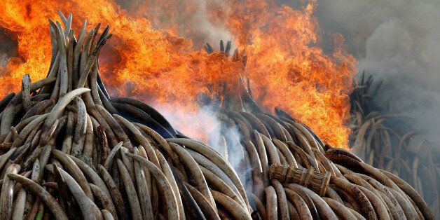 Fire burns part of an estimated 105 tonnes of ivory and a tonne of rhino horn confiscated from smugglers and poachers at the Nairobi National Park near Nairobi, Kenya, April 30, 2016. REUTERS/Siegfried Modola TPX IMAGES OF THE DAY 