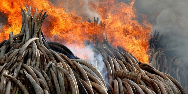 Fire burns part of an estimated 105 tonnes of ivory and a tonne of rhino horn confiscated from smugglers and poachers at the Nairobi National Park near Nairobi, Kenya, April 30, 2016. REUTERS/Siegfried Modola TPX IMAGES OF THE DAY