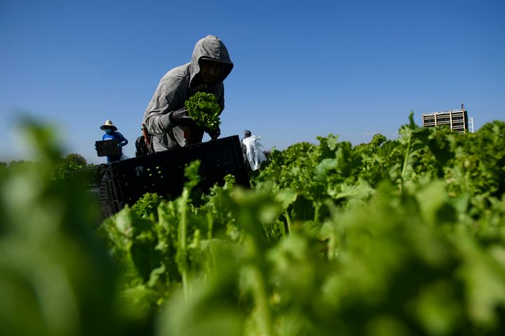 A farmworker harvests curly mustard in a field on February 10, 2021 in Ventura County, California. (Photo by PATRICK T. FALLON/AFP via Getty Images)